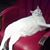 Joy Margaret Eppel's profile image