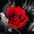 Lillysioux Maloney's profile image