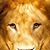 Tim Lewis's profile image