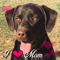 Susan Halstead's profile image