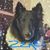 Shannon Stout's profile image