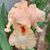 Renée Watson's profile image