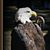 Paul Chorostecki's profile image