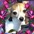 Chetta Todaro's profile image