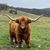 Donald Dupasquier's profile image