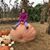 Julie Lawrence's profile image