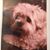 Claudia Shine Manfredi's profile image