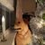 Harry Pettit's profile image