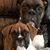 Shannon Murphy Rocco's profile image