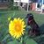 Cathy Davidson's profile image