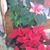 Judy Dennison Smith's profile image