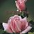 Suzanne Dittman's profile image