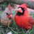 Cinthia Hanna-Kerstein's profile image
