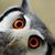 Sheron Arnold's profile image