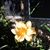 Priscilla Laurie's profile image