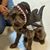 Sharon Gumm's profile image