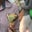 Shoda Alf's profile image