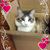 Joann Stephens Sertic's profile image