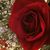 Dianne Sedwick's profile image