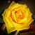 Arcadia Khatidja Rodriguez-Ruiz's profile image