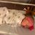 Rachelle Rose Ruger's profile image