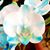 Irene L Karnoto's profile image