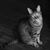 Sylvia Kamp's profile image