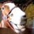Roy Davis's profile image