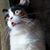 Tina TJ Oliver's profile image