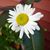 Sheryl Anne's profile image