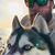 Matt Krause's profile image