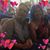 Meg Carroll Smith's profile image
