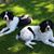 Rosanne Gradek Asmus's profile image