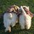 Donna Harris's profile image