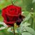 Ana De Santiago-Rios's profile image