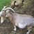 Stephanie Hagyard's profile image