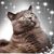 Susan Scruggs Joh's profile image