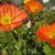 Miranda Lauhead's profile image