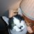 Lynn Delecaris's profile image