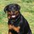 Suzi Faulkner's profile image
