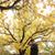 Milad Shahriari's profile image