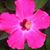 Jacqueline Walcott's profile image