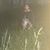 Angie Lamp Mock's profile image