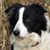 Karen Wernham's profile image