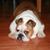 Julie Goodson's profile image