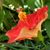 Babs Pollard Jacobelli's profile image