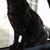 Angelina Campbell Higginbotham's profile image