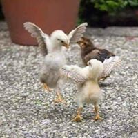 Gilbert Sb De Lara's profile image