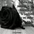 Mirella Ruiz Grajales's profile image