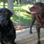 Lori Schulz Campbell's profile image